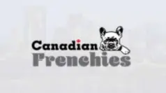 Canadian Frenchies